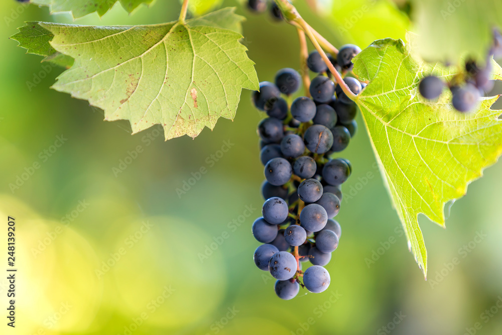 Dark blue ripening grape cluster lit by bright sun on blurred colorful bokeh copy space background. Dark blue ripening grape cluster lit by bright sun on blurred colorful bokeh copy space background.