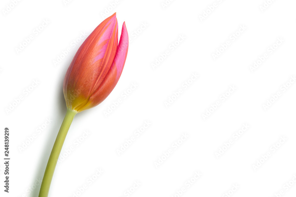 closeup of pink tulip on white background