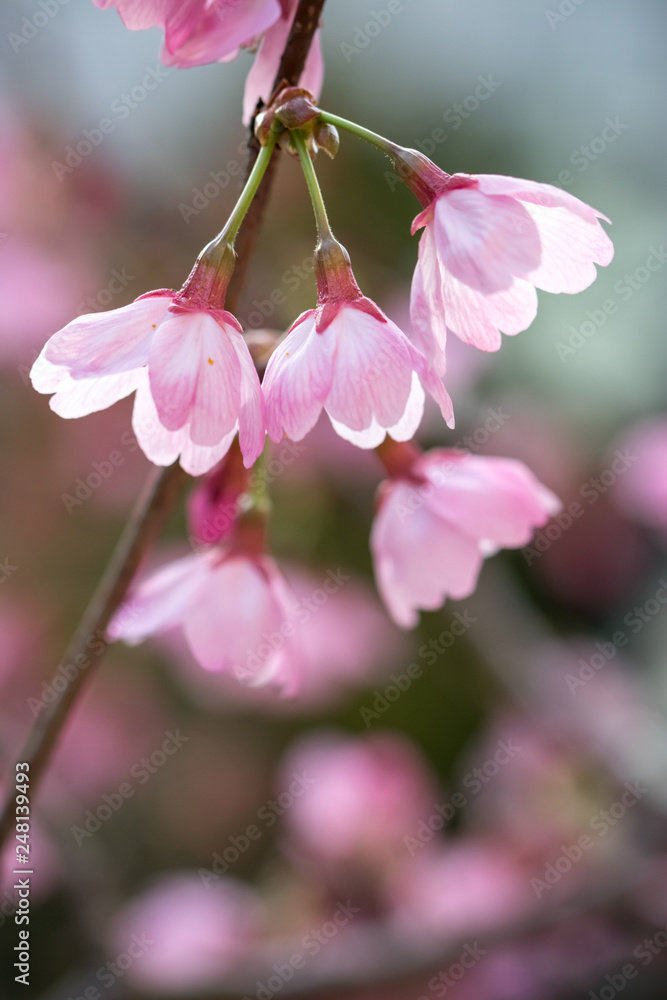 Obraz premium 桜の花、春イメージ