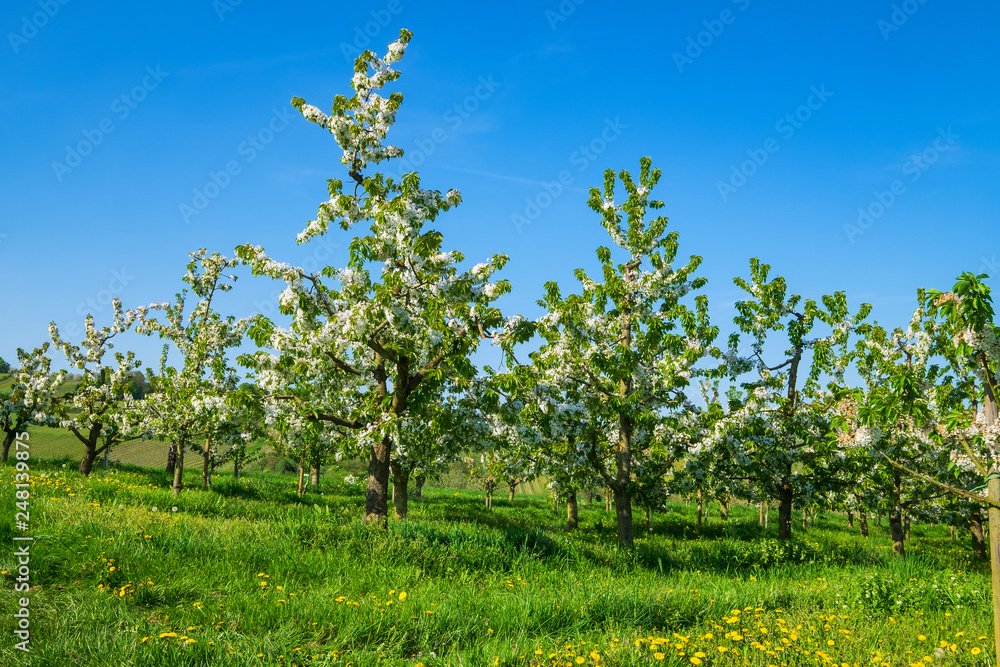 blühende Kirschbäume im Rheingau