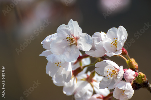 Fototapeta Naklejka Na Ścianę i Meble -  桜の花