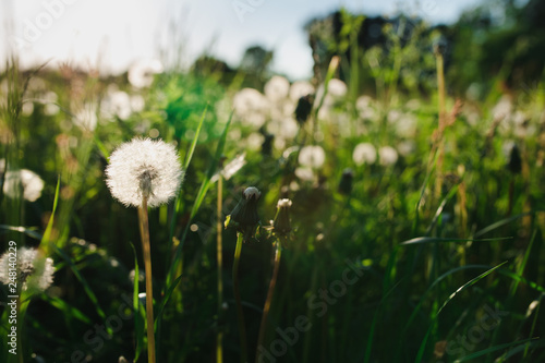 A dandelions are in the field close-up in the sun