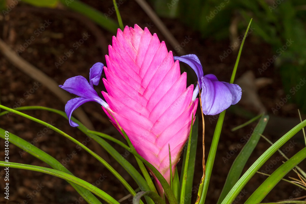 Tillandsia Cyanea 4