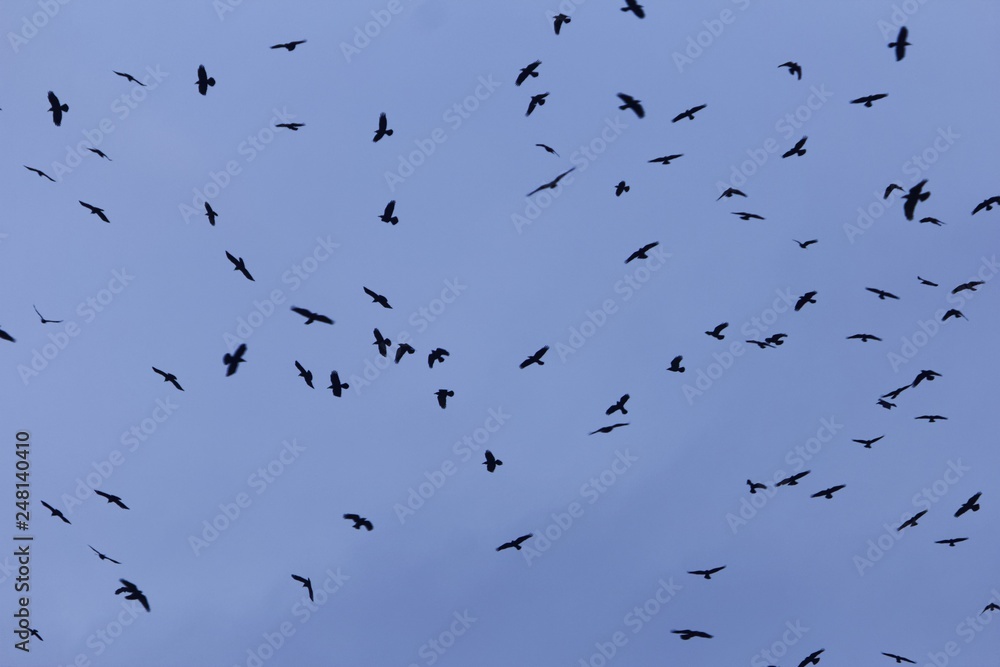 Swarm of rooks (Corvus frugilegus) with a dark blue sky. Swarm of rooks (Corvus frugilegus) with a dark blue sky.