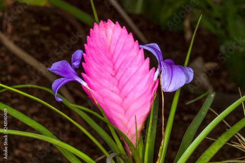 Tillandsia cyanea (pink quill plant) an autumn pink flower bromeliad air plant of the Ecuador rainforest often used as a house plant photo