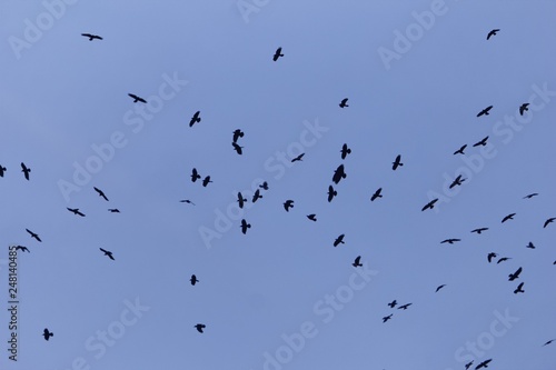 Swarm of rooks (Corvus frugilegus) with a dark blue sky.
