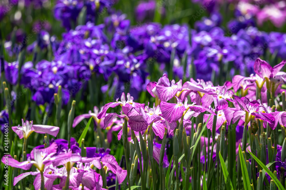 花菖蒲