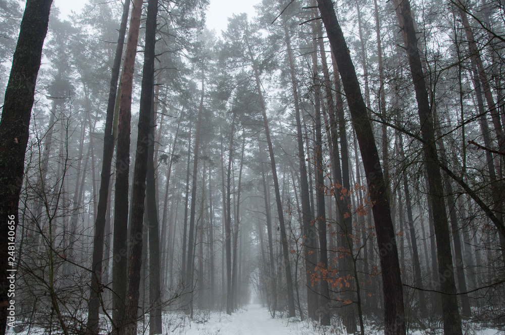 pine forest in winter with fog pine forest in winter with fog
