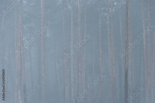 minimal visibility in the pine forest very thick fog