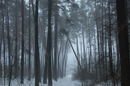 pine forest in winter with thick fog blurs, frozen