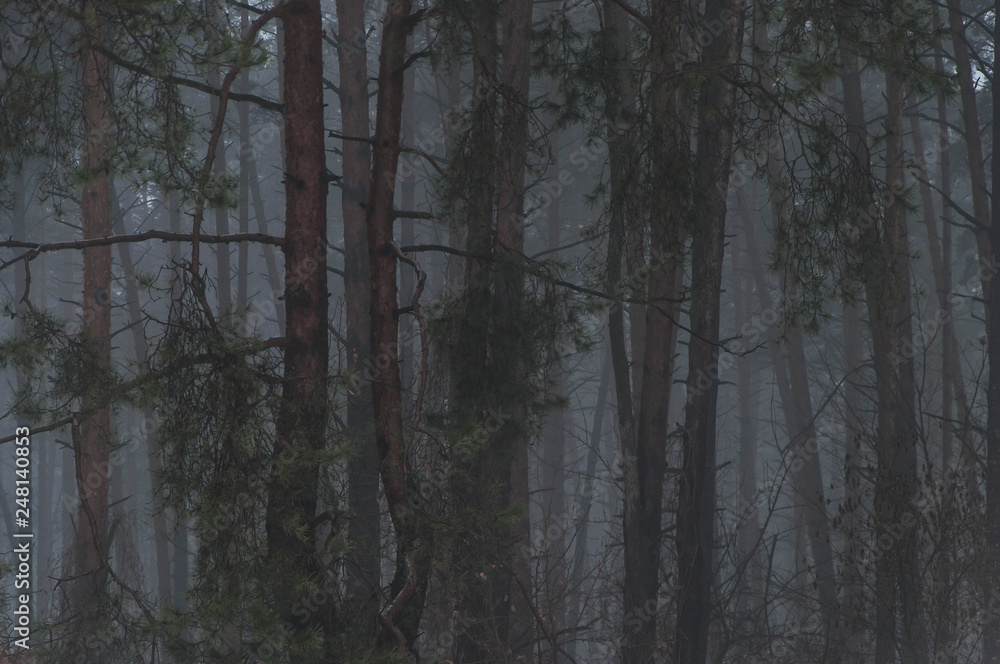 pine trees in dense fog in the evening pine trees in dense fog in the evening