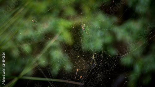 cobweb in the forest