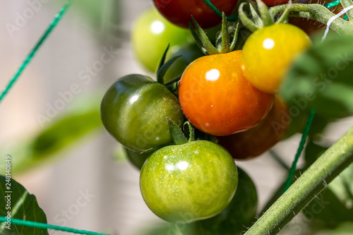 Wallpaper Mural 家庭菜園のミニトマト Torontodigital.ca