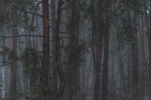 pine trees in dense fog in the evening