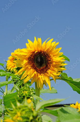 beautiful of Sunflower  Helianthus annuus  in field with blue sky