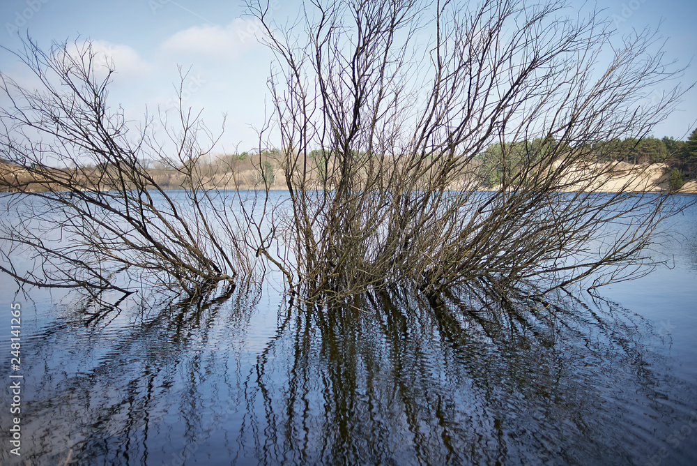 A tree gowing in the lake reflecting in the water