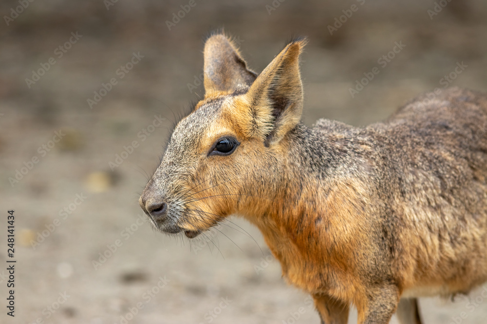 Naklejka premium マーラのポートレート