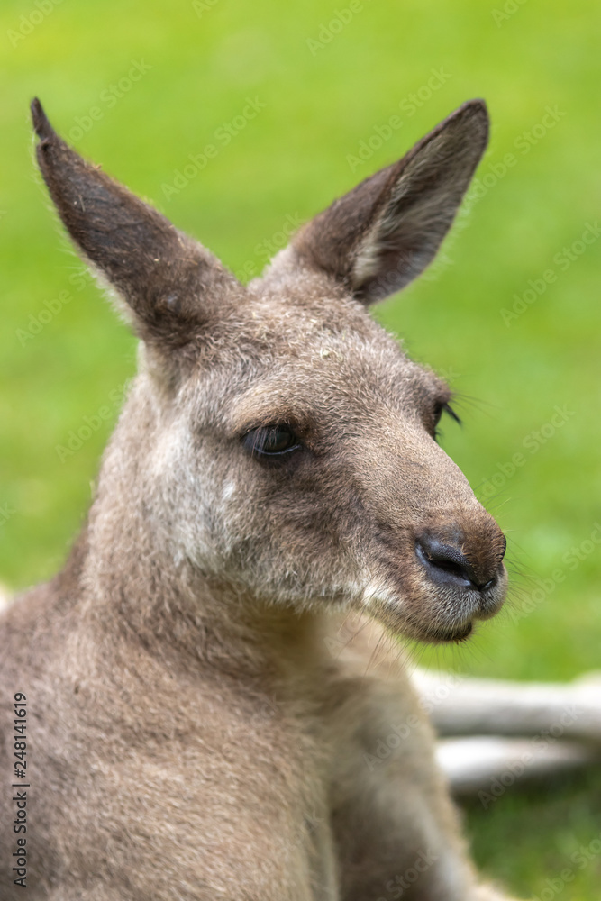 カンガルーのポートレート