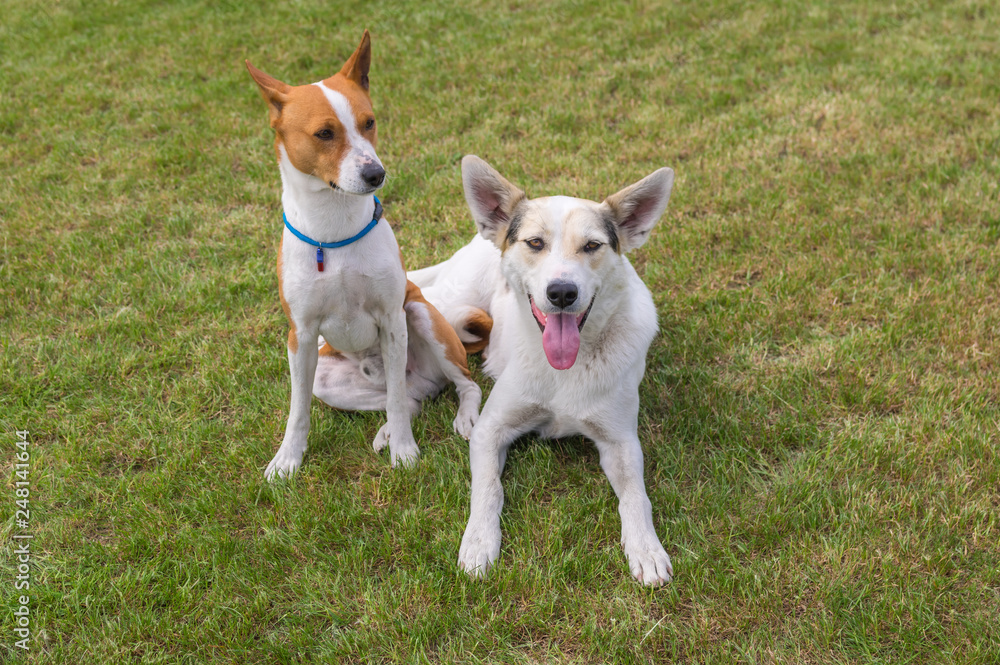 Mature basenji dog and its younger friend mixed breed dog resting together  on a lawn