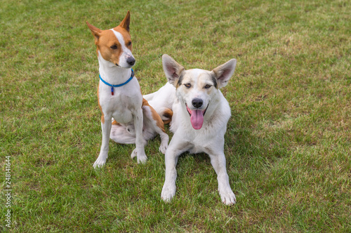 Mature basenji dog and its younger friend mixed breed dog resting together on a lawn
