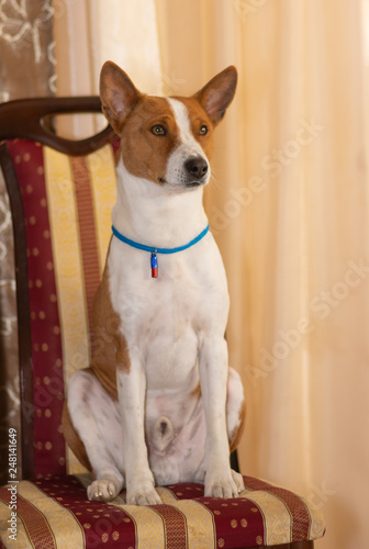 Indoor portrait of mature basenji dog sitting on a human chair © Yuri Kravchenko