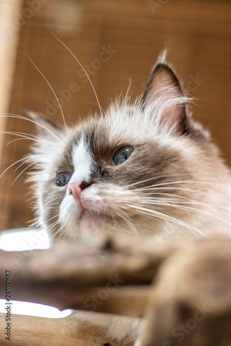 Wallpaper Mural 猫のポートレート Torontodigital.ca