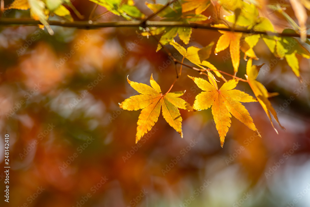 日本の紅葉 日本の紅葉
