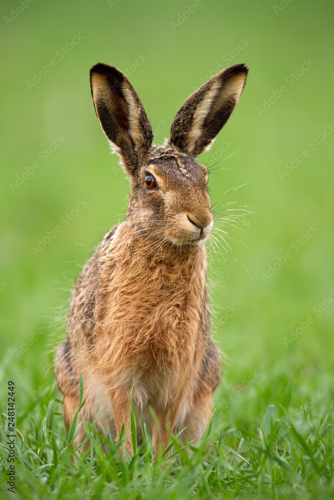 European brown hare, lepus europaeus in summer with green blurred background. Detailed close-up of wild rabbit.