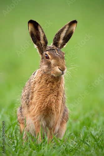 Obraz na płótnie European brown hare, lepus europaeus in summer with green blurred background. Detailed close-up of wild rabbit. w salonie