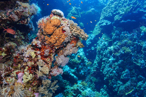 Fototapeta Naklejka Na Ścianę i Meble -  Coral Reef at the Red Sea Egypt