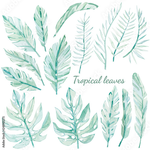 watercolor drawing of tropical leaves set