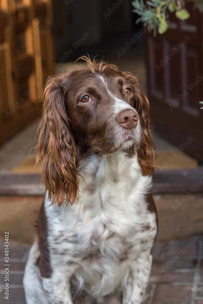 Brown and white springer spaniel sat at the front door looking at the camera.