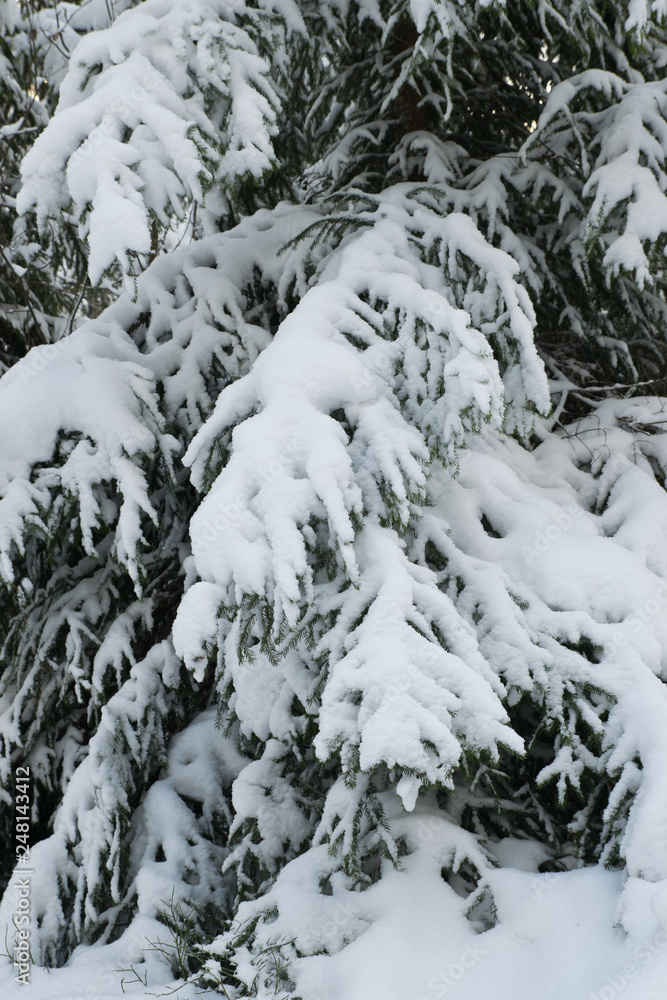 Close up of snow covered fir tree branches in winter forest, in Finland.