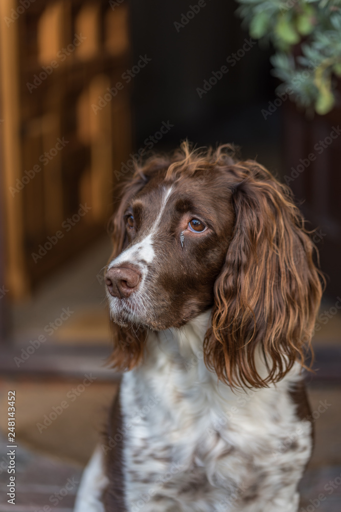 Brown and white springer spaniel sat at the front door looking to the side.