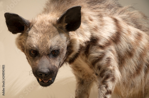 Canvas Print Animals, hyena