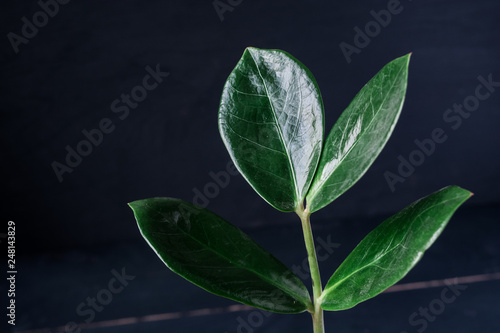 Zamioculcas plant in a basket flower pot on black background. Close up photo