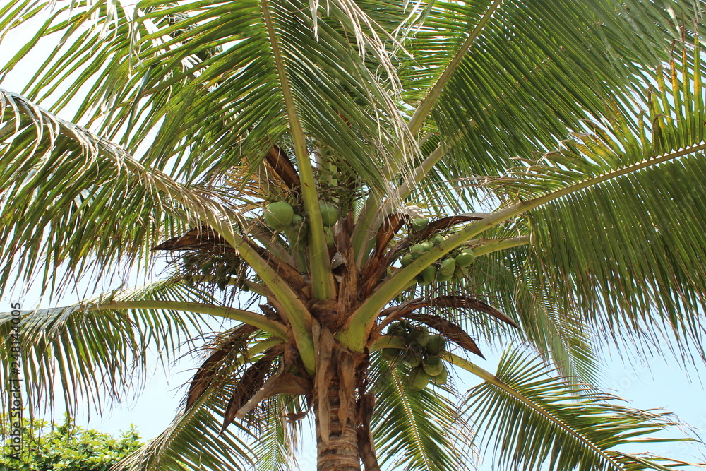Obraz premium Big coconut palm