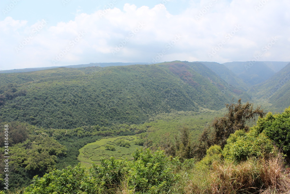 Fototapeta premium Hawaii forest landscape