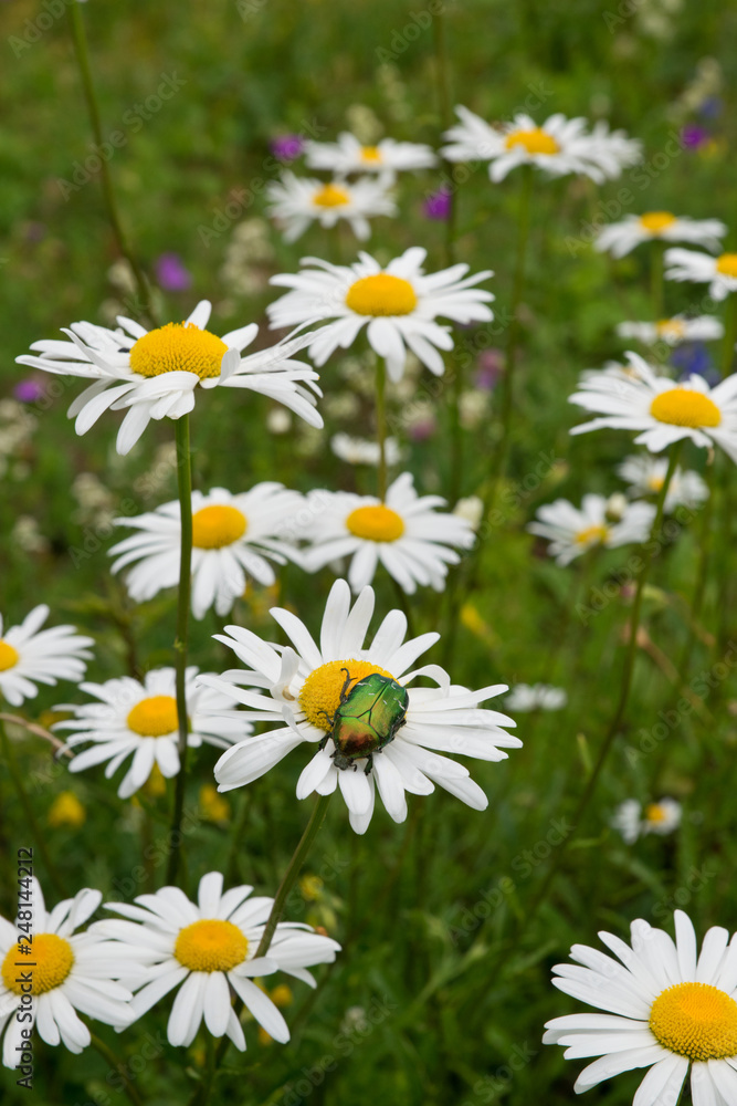 Closeup of green beetle on oxeye daisy flower  in summer field on white flower, in Estonia.
