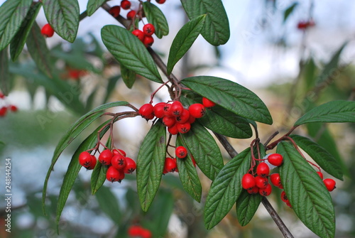 Weidenblättrige Felsenmispel (Cotoneaster salicifolius var. floccosus) mit roten Beeren im Winter