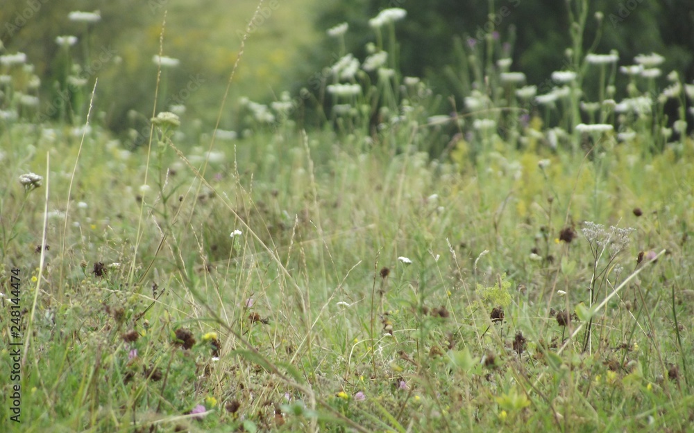 grass and flowers