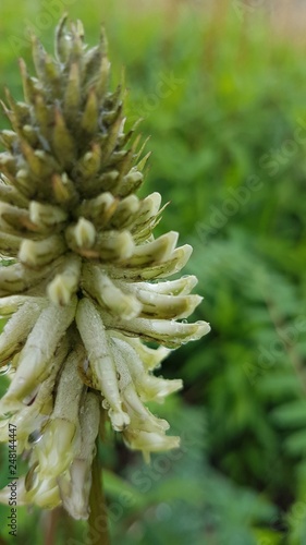 close up of pine cone