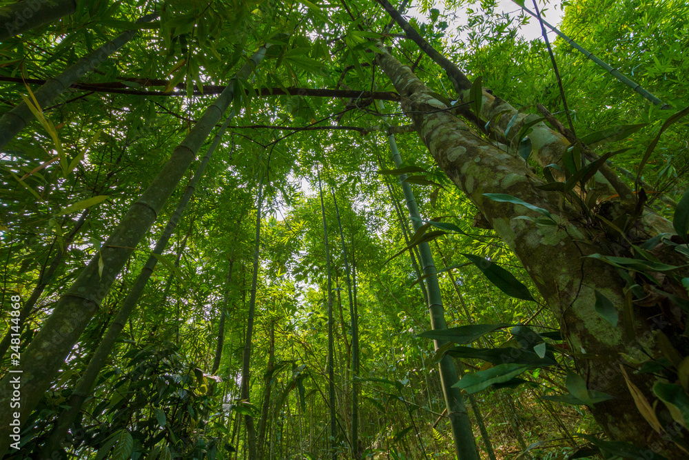 Fototapeta premium Bamboo forrest in Vietnam