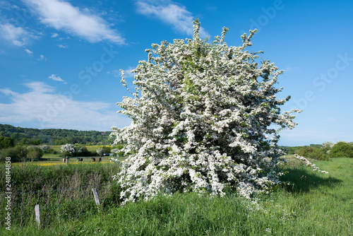 May Tree in Bloom photo