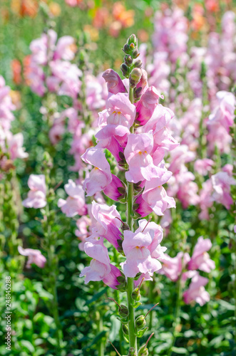 colorful flower of Snapdragon or Antirrhinum majus L. in the outdoor park