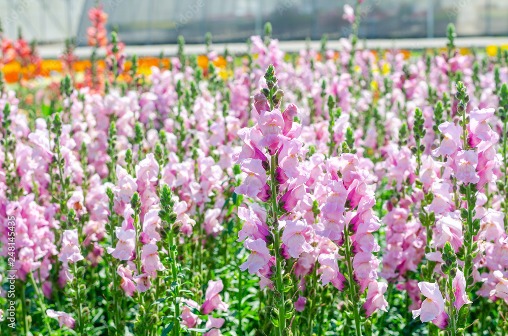 Fototapeta premium colorful flower of Snapdragon or Antirrhinum majus L. in the outdoor park