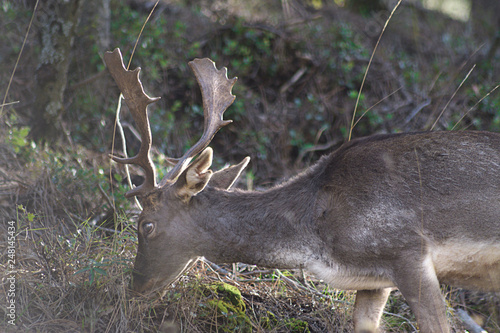 Free deer in natural park of Cazorla  Spain