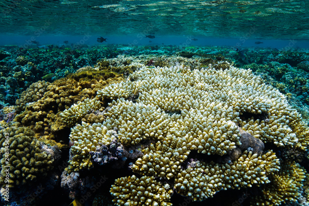 Coral Reef at the Red Sea, Egypt Coral Reef at the Red Sea, Egypt
