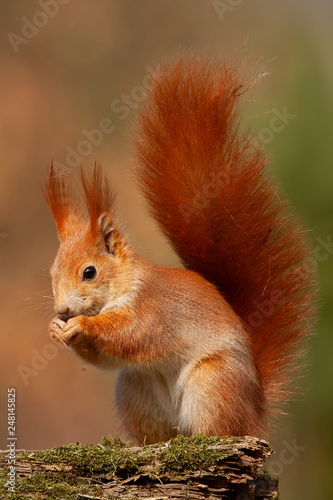 Eurasian red squirrel, sciurus vulgaris, in autumn forest in warm light. Wildlife scenery with vivid colors. Cute little animal feeding. © WildMedia