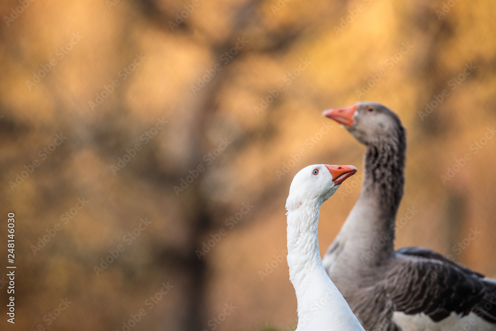 Two beautiful geese (anser anser domesticus) enjoying a morning walk on a farm. Domestic goose. Goose farm. Two beautiful geese (anser anser domesticus) enjoying a morning walk on a farm. Domestic goose. Goose farm.